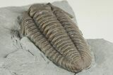 Huge, Flexicalymene Trilobite - Monroe, Ohio #203136-4